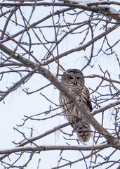 Owl