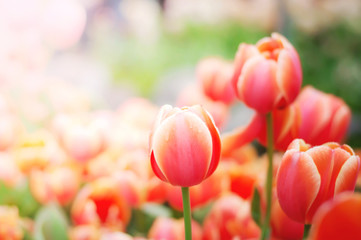 Blurry background of tulip in garden