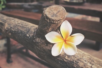 White frangipani flower