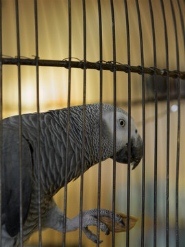 Gray Parrot in cage,At ZAZA board shop ,Taipei,Taiwan