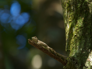 Obraz premium Small lizard on tree,Taiwan.