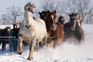 Obraz premium 雪原を走る馬