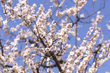 梅の花（東京世田谷・羽根木公園梅林）