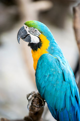 colorful macaw parrot
