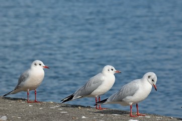 ユリカモメ