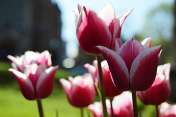 David's Tulips