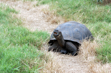 giant Galapagos tortoise in a grass field at El Chato Tortoise Reserve,Santa Cruz Island, Galapagos, Ecuador