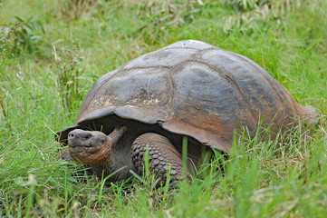 Giant tortoise in natural habitat on Santa Cruz Island, Galapagos