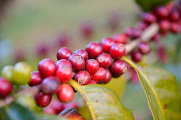 coffee beans on the branch
