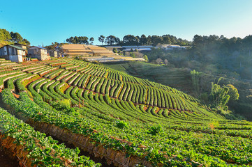 strawberry field on the mountain 