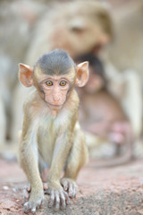 baby monkey sit on stone floor