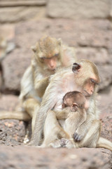 Fototapeta premium baby monkey with mother 
