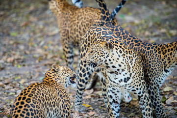 Naklejka premium leopard in the zoo