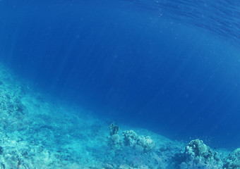 Fototapeta na wymiar Background of underwater and coral. 