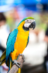 colorful macaw parrot