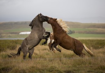Icelandic horses