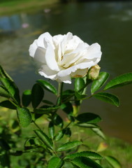 White rose  / Tropical Rose Garden 