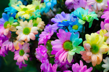 Multicolored flower . Range of Happy Joyful Multi Colours. Can use for Background, Texture or Wallpaper