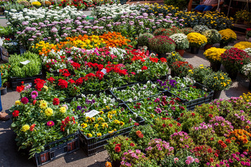 Fototapeta na wymiar Flower market in Bucharest Romania