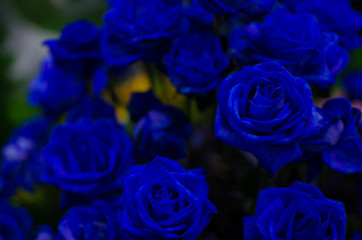 Dark Blue Rose Dark tone. Can use for Background, Texture or Wallpaper