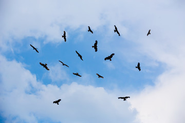 eagles flying in sky
