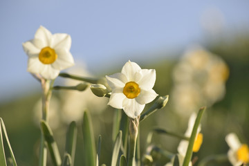 Obraz premium 水仙と青空
