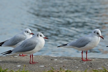 ユリカモメ