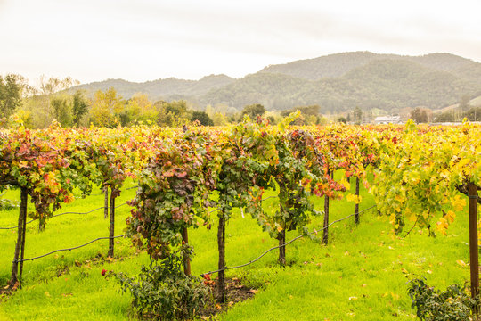 Napa Valley Vineyards, Northern California 