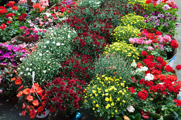 Flowers Market