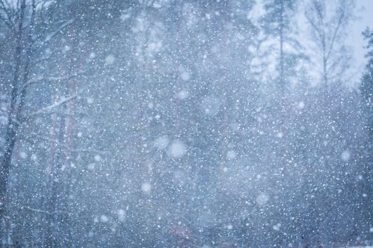 Close Up Of Falling Snow Flakes On Forest Background