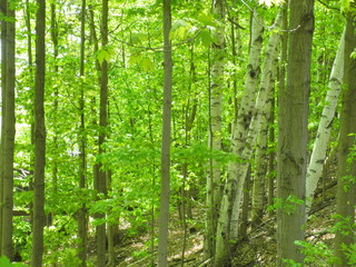 Fototapeta premium Trees in Toronto, Ontario, Canada