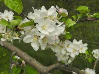 Trees in Toronto, Ontario, Canada