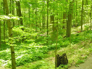 Trees in Toronto, Ontario, Canada