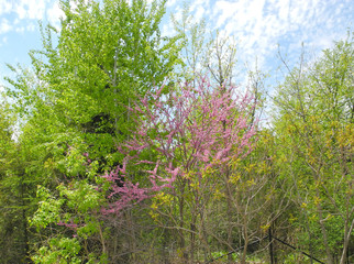 Trees in Toronto, Ontario, Canada