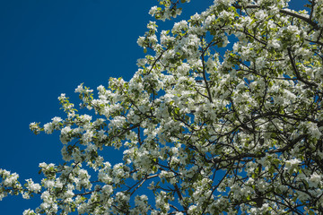 Apple tree branches with white flowers over blue sky
