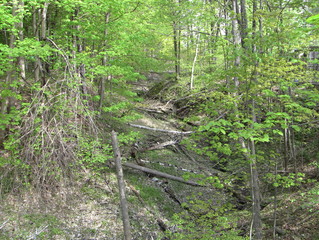 Trees in Toronto, Ontario, Canada