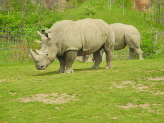 Rhino, Ontario, Canada