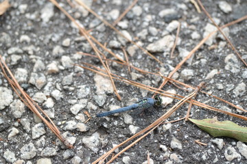 Blue Dasher Dragonfly on forest floor with pine needles and gravel