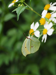 Butterfly draw flower's nectar, close up shot