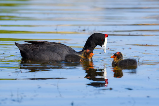 Red-knobbed coots