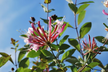 Gartengeißblatt - Jelängerjelieber (Lonicera caprifolium)
