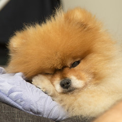 Pomeranian in bed