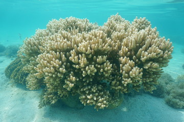 Naklejka na ściany i meble Soft coral Sinularia sp. underwater in the lagoon of Grande Terre island, New Caledonia, south Pacific ocean 