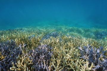 Fototapeta na wymiar Underwater coral reef, ocean floor covered by Acropora staghorn corals, south Pacific ocean, New Caledonia