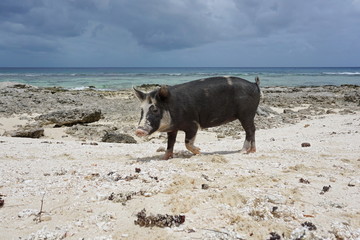 Wild pig on a beach with sand and rocks, Huahine island, French Polynesia, south Pacific ocean   © dam