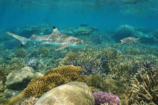 Underwater coral reef with a blacktip reef shark and a green sea turtle, south Pacific ocean, New Caledonia
