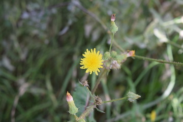 Flower of dandelion