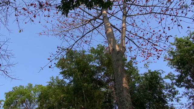 Looking up through jungle tree branches at a clear blue sky.