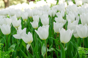 beautiful colorful tulips flower field in garden