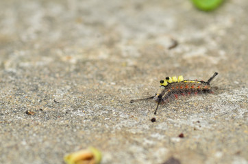 Caterpillar